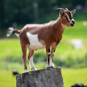 [SALE] Goat Aqiqah approx. 44lb - 59lb (Read the Product Details)