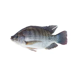 Tilapia Fish (~1.6-1.8lb)