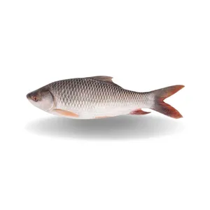 Pakistani Rohu Fish (~4-5lb)
