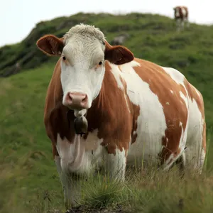 Qurbani Beef Share — Eid-Ul-Adha 2025