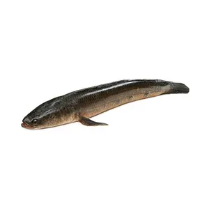 Shoil (Snakehead Fish) (~2.6-3.2lb)