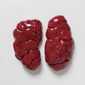 Beef Kidney (~1lb Pack)