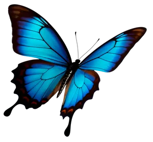 Butterfly Sticker