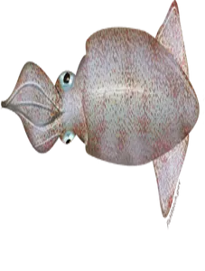 Calamari