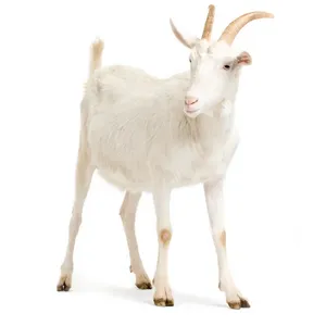 Only On Eid ul Adha  Goat Qurbani