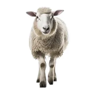 Lamb Qurbani