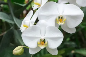 Orchids