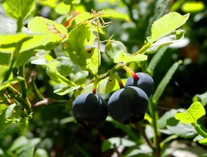 Blueberries