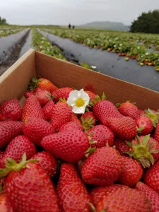 Strawberrys