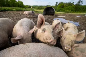 Hog - Whole