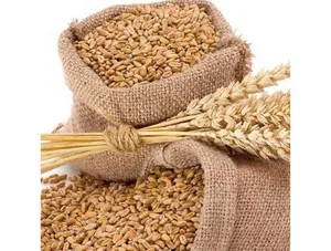 Wheat AJANTA