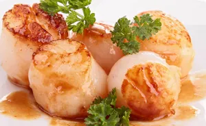 Sea Scallop