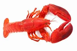 Whole Lobster