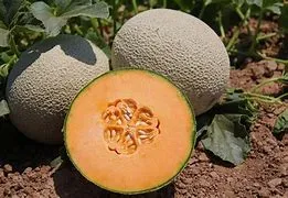 Melon, In Season