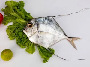 Silver Trevally / Kannadi  Vatta-1.kg