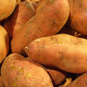 Sweet Potato Australia