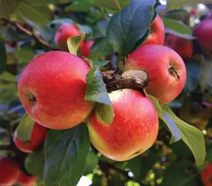 Gala Apple-1Kg