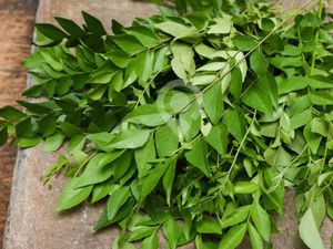 Curry leaves-100gm