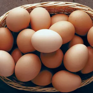 Brown Eggs