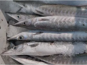 Sheelavu/ barracuda-1kg