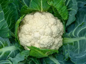 Cauliflower-500gm