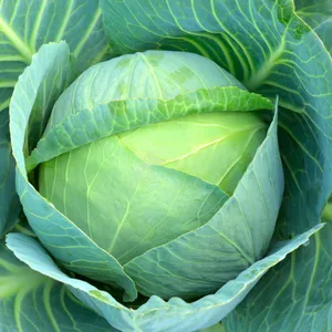 cabbage