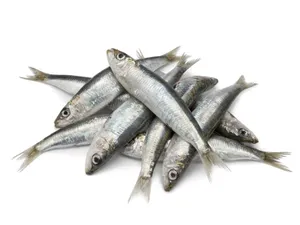 Mathy/ Sardine- 1.kg