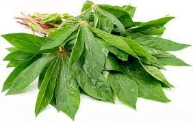 Cassava Leaf