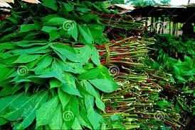 Cassava Leaf