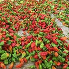 Fresh Peppers