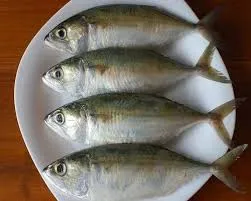 Mackerel Fish