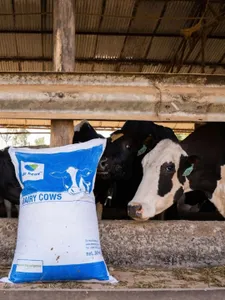 Complete Dairy Nutrition Feed