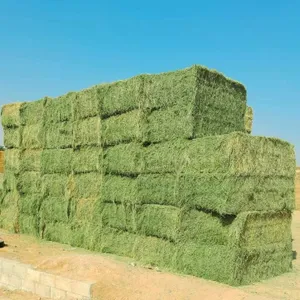Premium Rhodes Grass Hay
