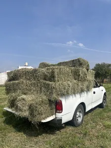 Export Quality Packed Alfalfa Hay