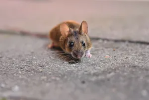 Rodent control