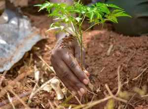 Tree planting