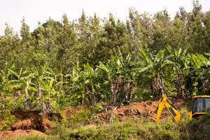 Land clearing