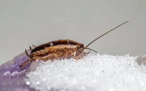 Cockroach control