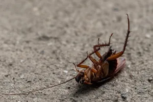 Post-construction pest treatment