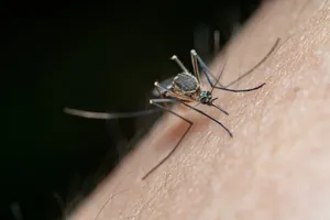 Mosquito control treatment