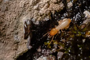 Termite treatment