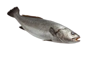 Grande courbine (kg)