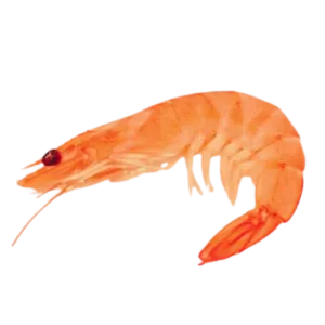 Crevette (kg)