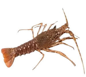 Langouste (kg)