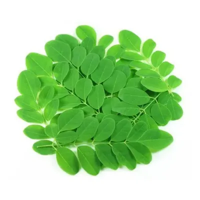 (Fresh) Drumstick Leaves - 1 Big Bunch