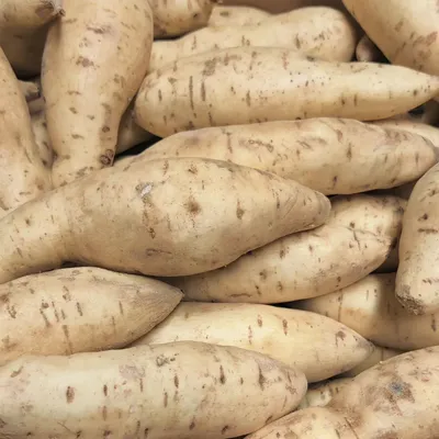 (Fresh) White Sweet Potato - 500gms