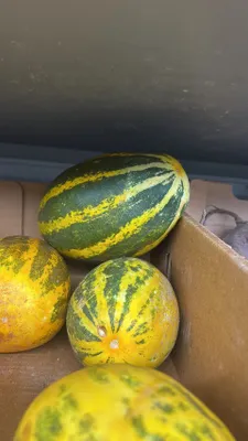 (Fresh) Indian Cucumber - 500gms