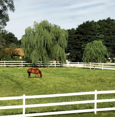 EquiGrass Premium Rhodes
