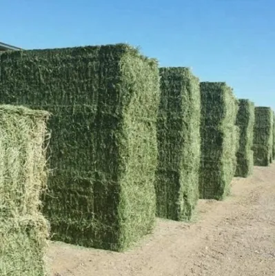 Export Quality Rhodes Grass