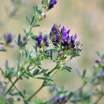 GreenHarvest Premium Alfalfa Cubes